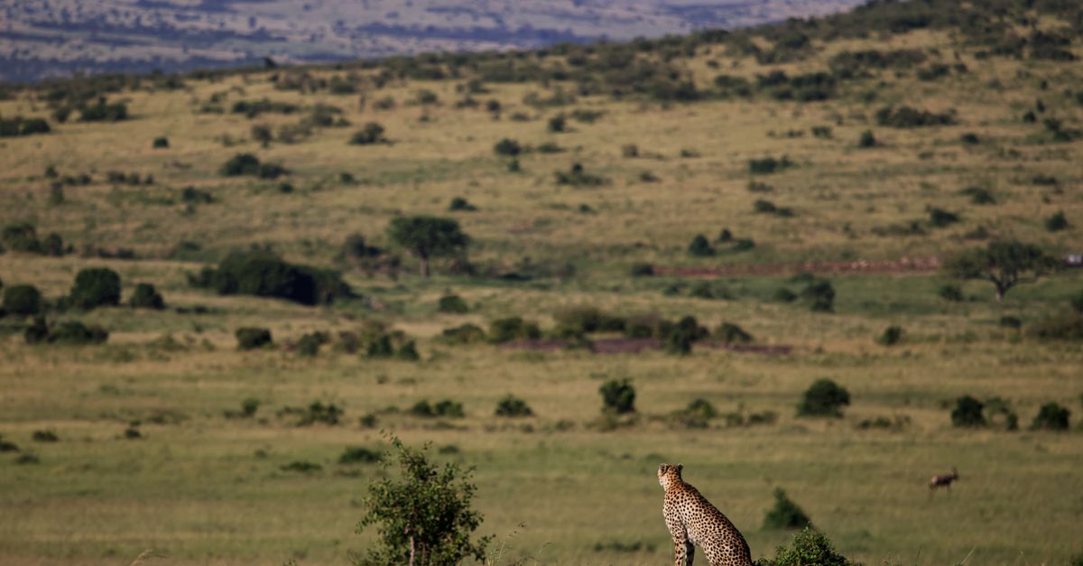 Serengeti, Okavango & Masai Mara