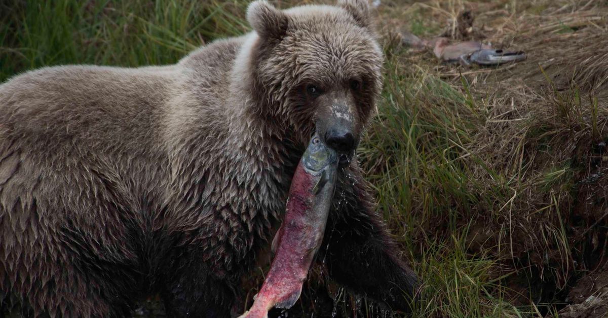 Wildlife Tours